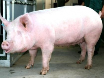 «Обострение эпизоотической ситуации по африканской чуме свиней (далее - АЧС) в марте-апреле-мае 2022 года»